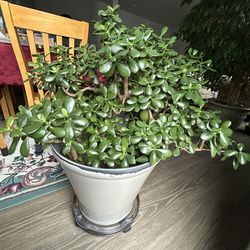 Healthy Lush 10yr Jade plant in a 18” Pot