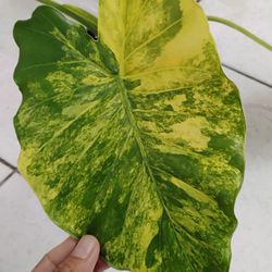 Variegated Alocasia / Elephant Ear Plant