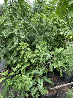 Ciruela   Novotel  Tree