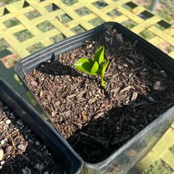 Baby Texas Laurels (mescal Bean Tree)