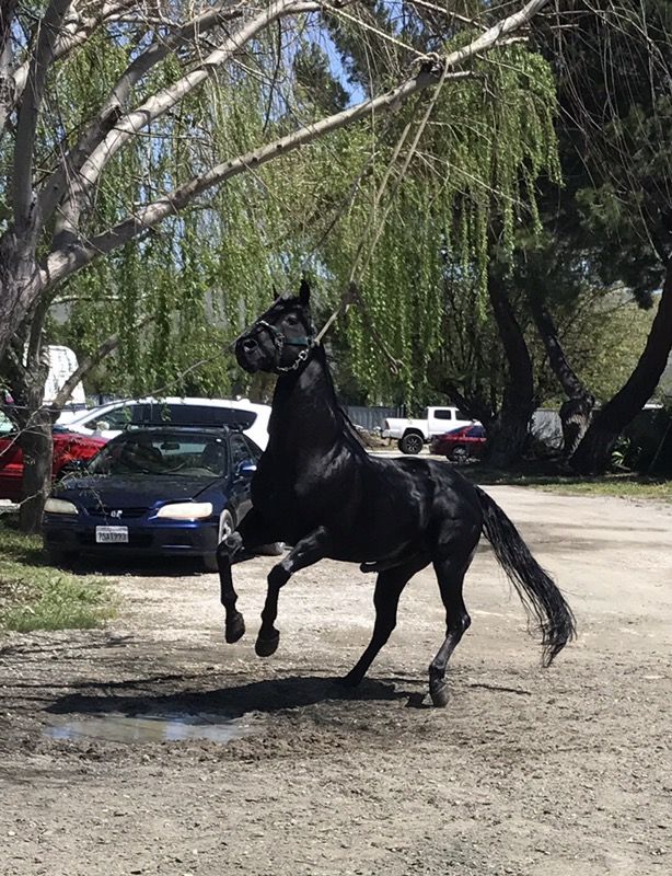 Caballo 1/4 de milla 8 años