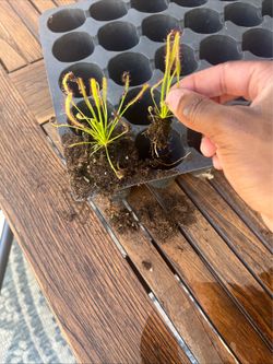SUNDEW CARNIVOROUS PLANT - Eats Gnats! (Drosera) We ship too