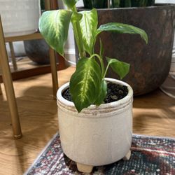 Plant Sale: Healthy dieffenbachia plant WITH ceramic planter pot