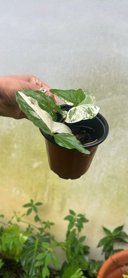 Syngonium albo