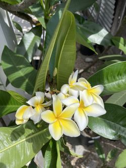 Plumerias