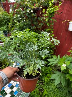 Plantas de Ruda
