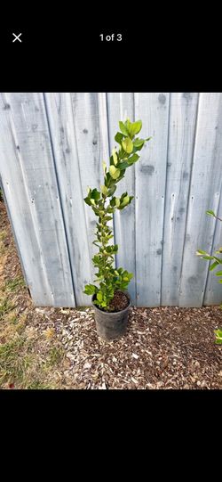 Bay Leaf Plant