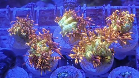 Amazeballs Goni Reef Tank Decor