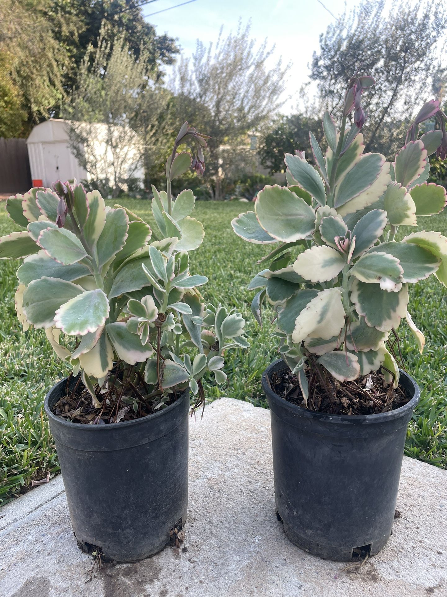 1 Gallon Kalanchoe