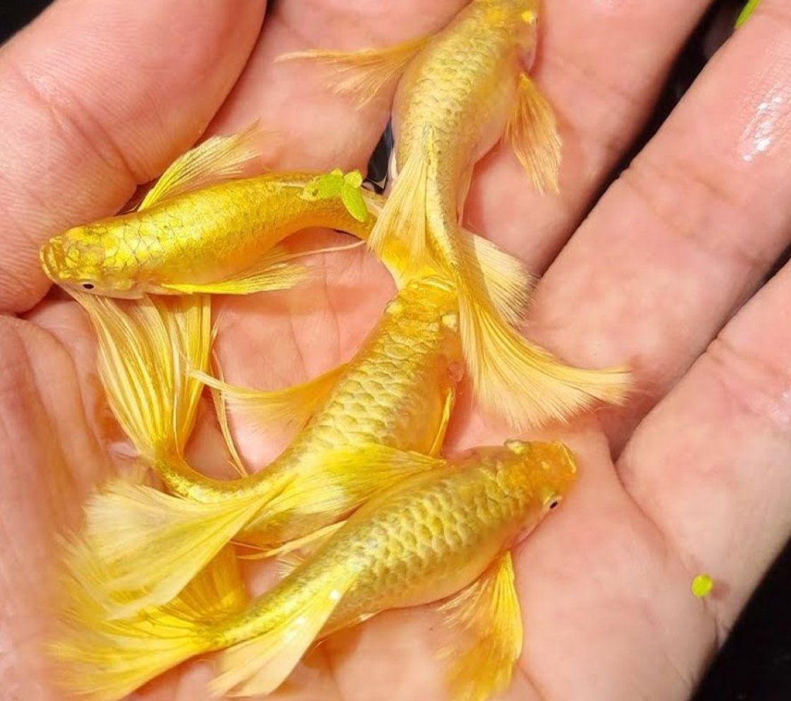Fake Guppy - Breeding Pair