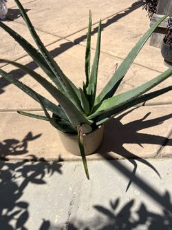 Big Aloe Vera 