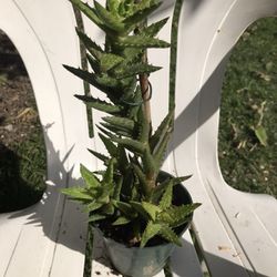Es Un Cactun O    Overa   Mide De Alto  13    &5 Dollares  Esta Muy Bonita   