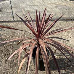 Cordyline