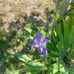 Wild Dwarf Irises