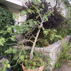 Fig Tree 8ft