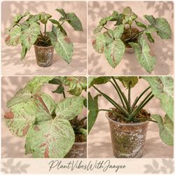 Syngonium Milk Confetti Plant - 4inch