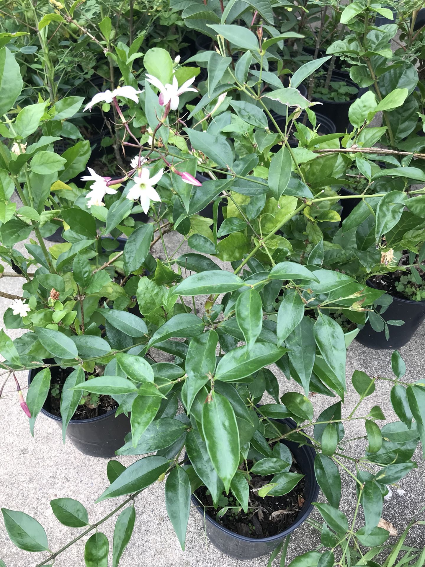 Jasmin plant 6” pot