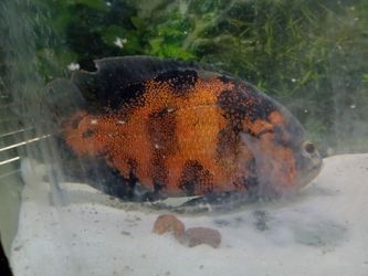 Fish Free To Someone That Has Knowledge as To How To Care For Them