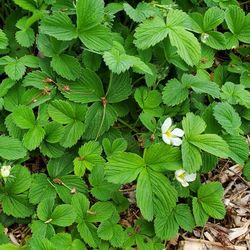 Strawberry Plants 3 for $5