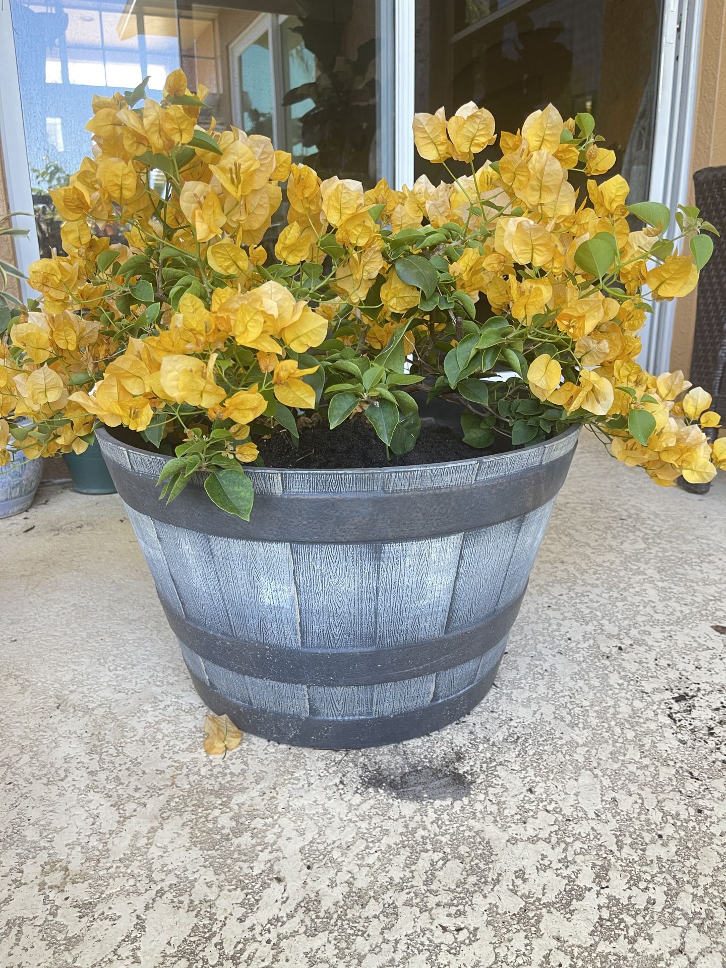 Beautiful Yellow Bougainville With Beautiful Pot High Is 12 Wide Is 20 For 65