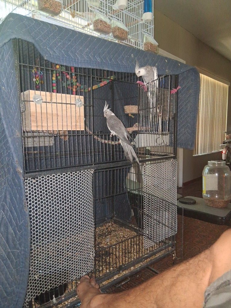 Bird Cage For Sale