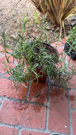 Lampranthus Purple Flowering Ice Plant $5