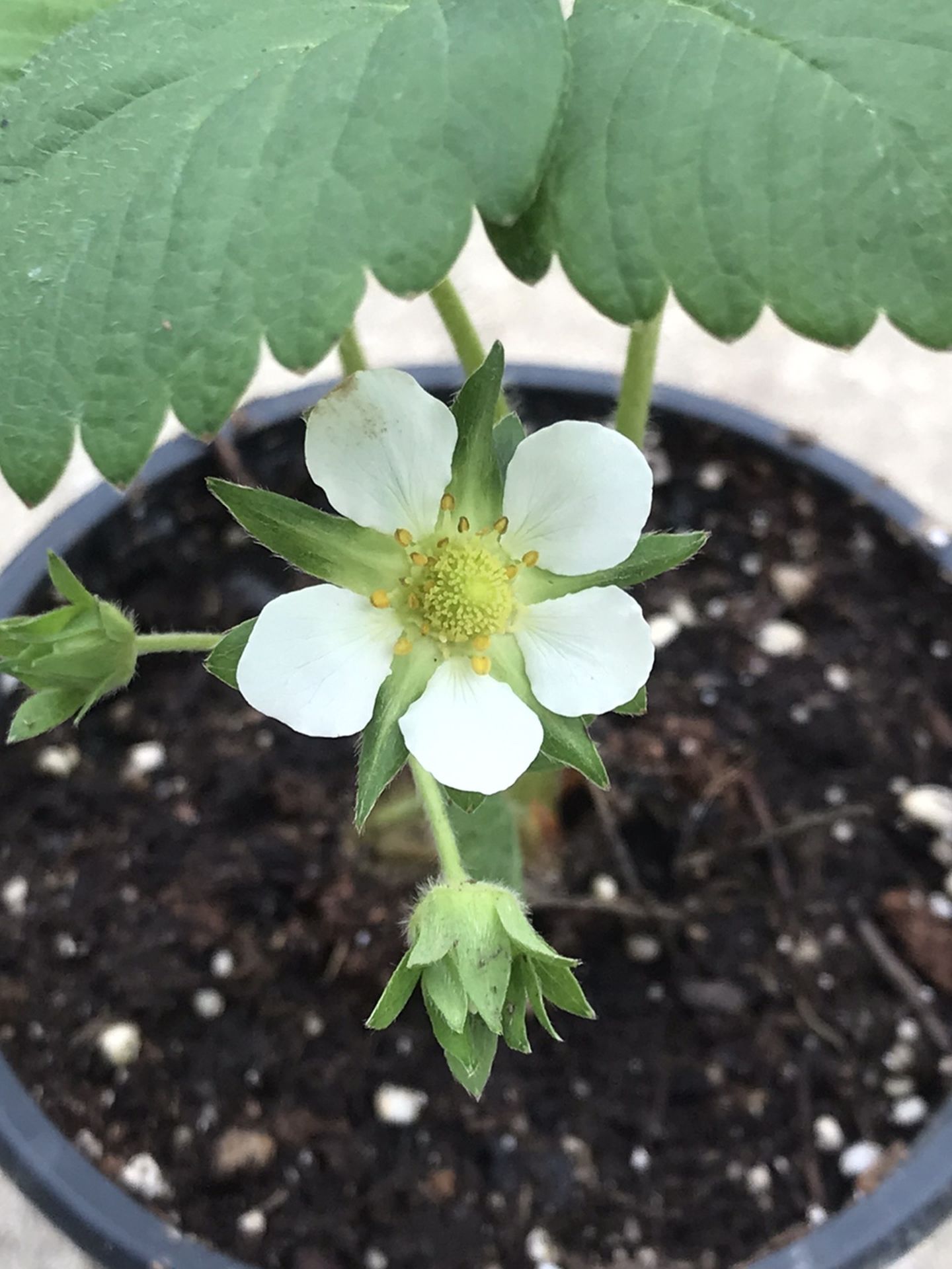 1 Allstar Strawberry Plant (Fruit) in pot