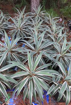 White Variegated Agave Cactus