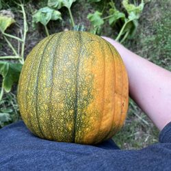 Pumpkin