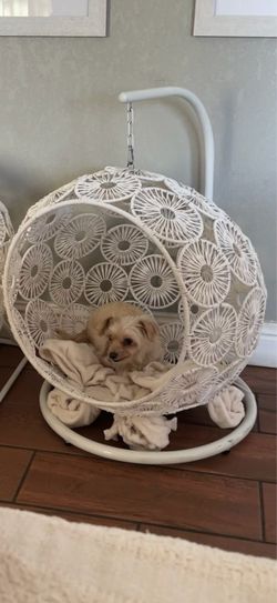 White Dog Wicker Hanging Egg Chair with Stand
