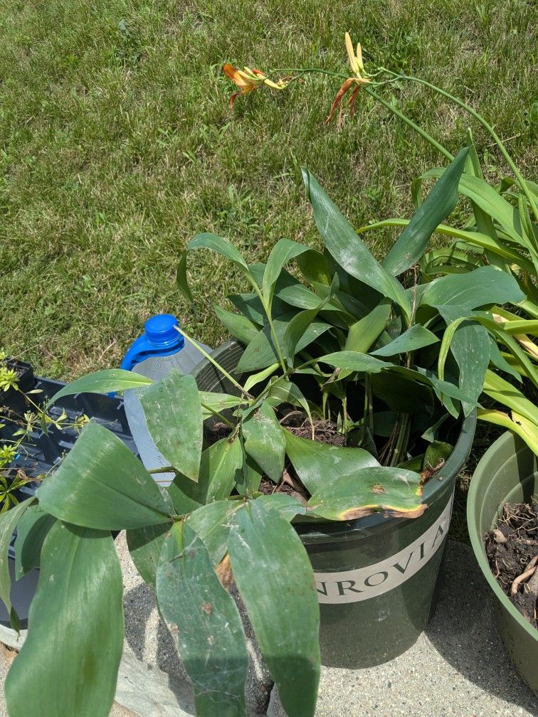 Lily Of The Valley And Ditch Lillies