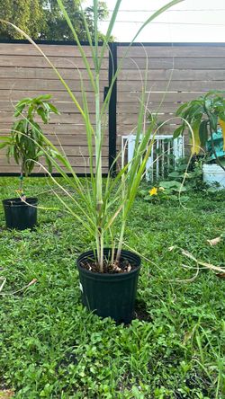 Purple sugarcane 3 gallon