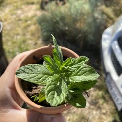 Mint Plant 