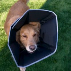 Cone for Large Dogs