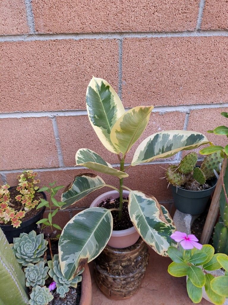 Potted Real Variegated Rubber Plant