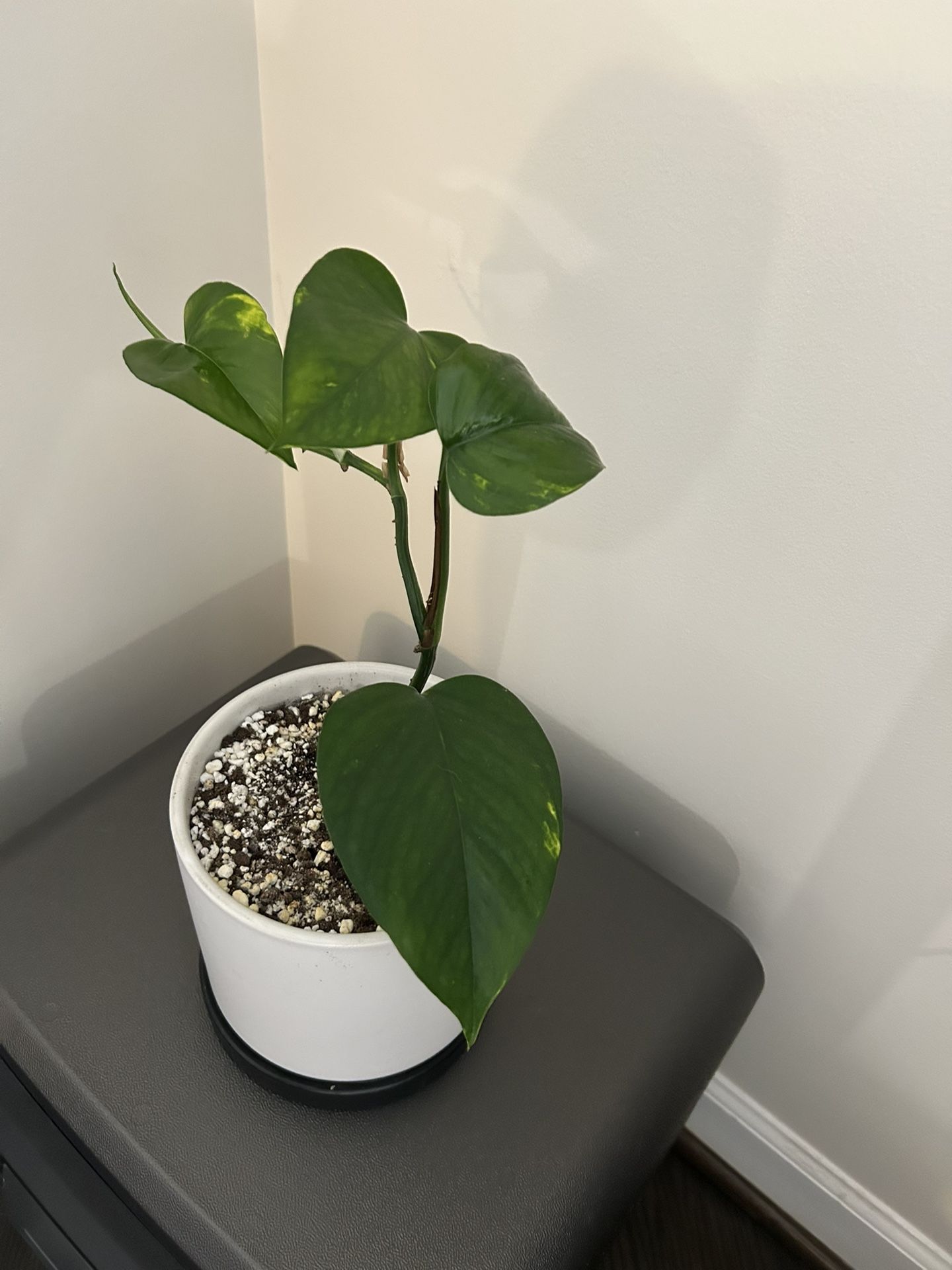 Jade Green Pothos Plant