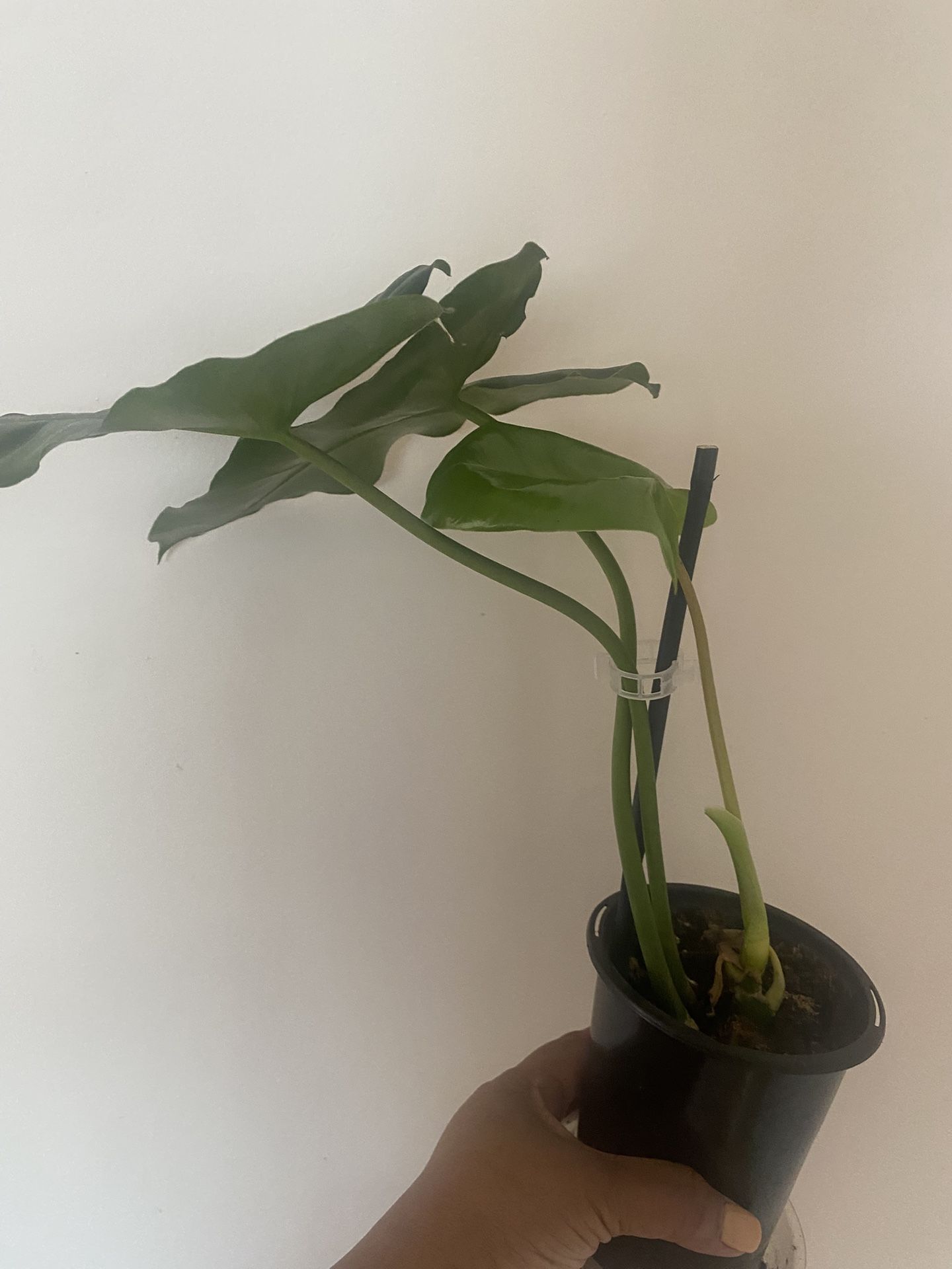 Burle Marx philodendron