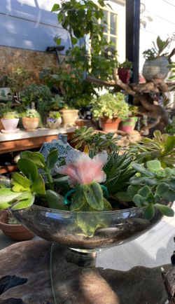 Succulent in glass pot