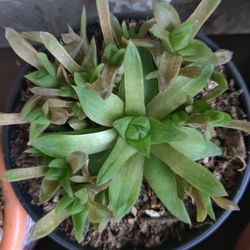 Hawarthia