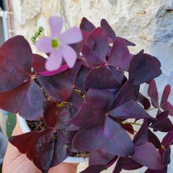 The Butterfly plant 🦋 😍 
Oxalis 