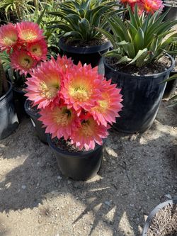 Cactus