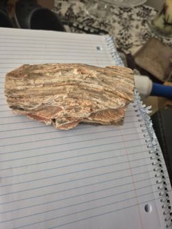 5inch piece of petrified wood
