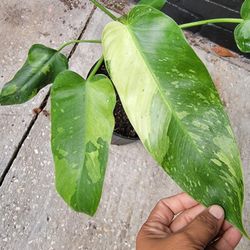 Philodendron José Bouno 
