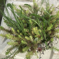 Sedum/succulent  Collection In Bamboo Pot