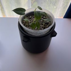 philodendron melanochrysum