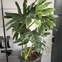 Philodendron Plant