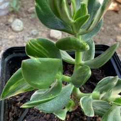 Variegated Jade Plant 