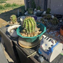 Cactus With Purple Flowers