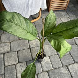 Chinese evergreen  Plant