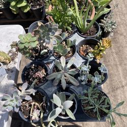 Succulents Variety 2” Pot